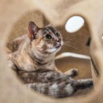 Ripple Rug Cat Activity Play Mat